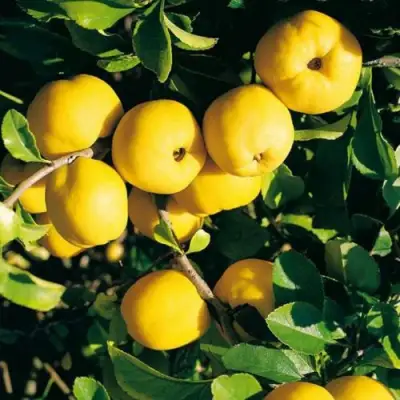 Айва ЦЕЗАРЬ в Полоцке