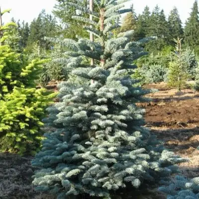 Пихта благородная в Полоцке