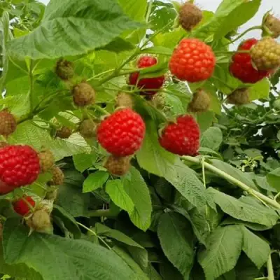 Малина КВЕЛЛИ в Полоцке