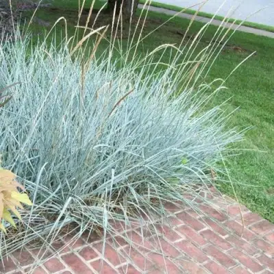 Элимус БЛЮ ДЮН песчаный в Полоцке