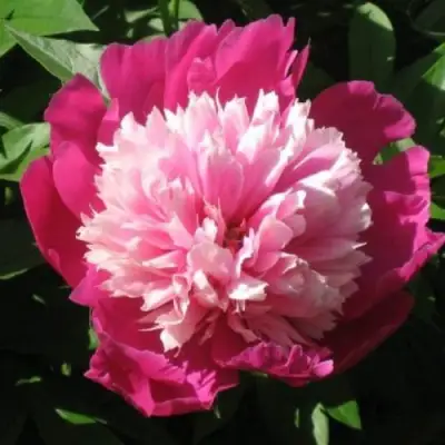 Пион КАПЛЯ РОСЫ травянистый в Полоцке