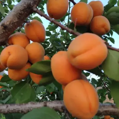 Абрикос ГОЛД РИЧ в Полоцке