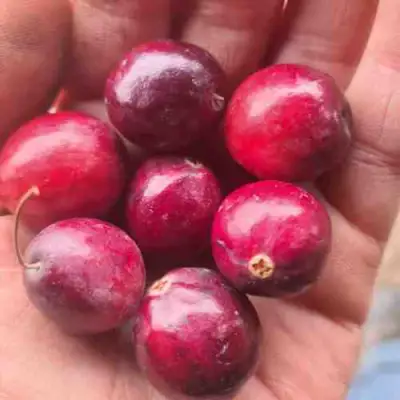 Клюква БАИН 6 в Полоцке