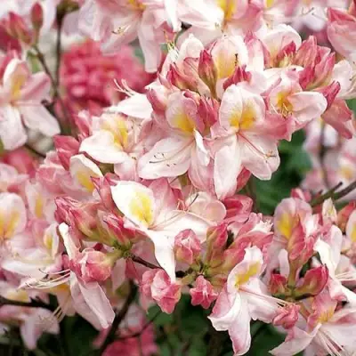 Азалия САТОМИ японская в Полоцке