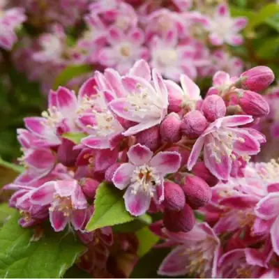 Дейция СТРОБЕРРИ ФИЛДС  в Полоцке