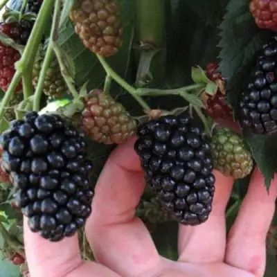 Ежевика НЕБЕСА МОГУТ ПОДОЖДАТЬ бесшипная  в Полоцке