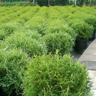 Туя ТИНИ ТИМ западная в Полоцке