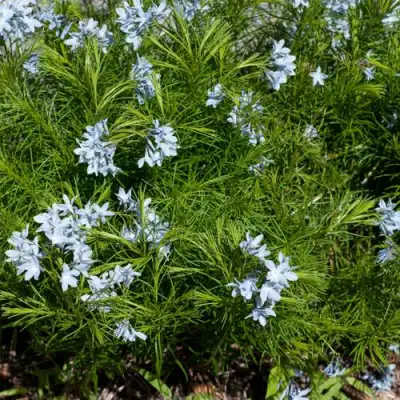 Амсония РЕСНИТЧАТАЯ в Полоцке