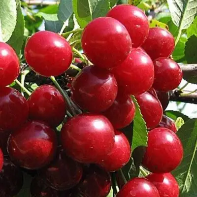 Вишня ГЛУБОКСКАЯ в Полоцке