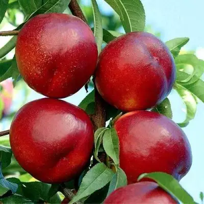 Нектарин БИГ-ТОП в Полоцке