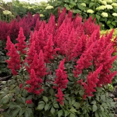 Астильба ФАНАЛ в Полоцке