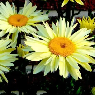 Нивяник БРОДВЕЙ ЛАЙТС великолепный в Полоцке