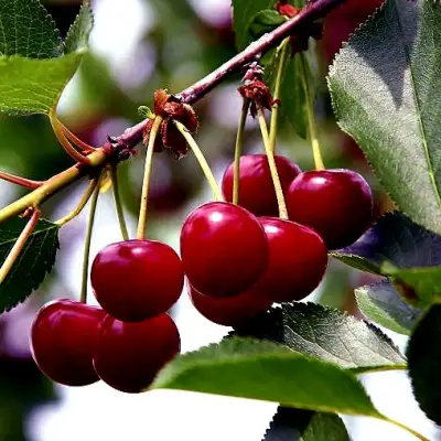 Вишня РИВАЛ в Полоцке