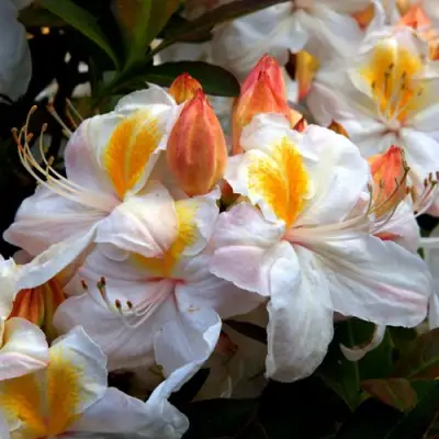 Азалия СИЛЬВЕР СЛИППЕР листопадная в Полоцке