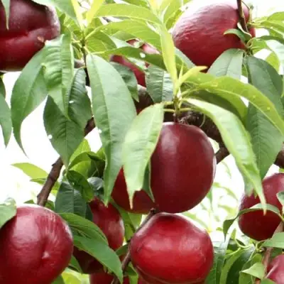 Нектарин ФАНТАЗИЯ в Полоцке