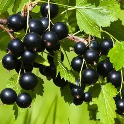 Смородина чёрная БЕЛОРУССКАЯ СЛАДКАЯ в Полоцке