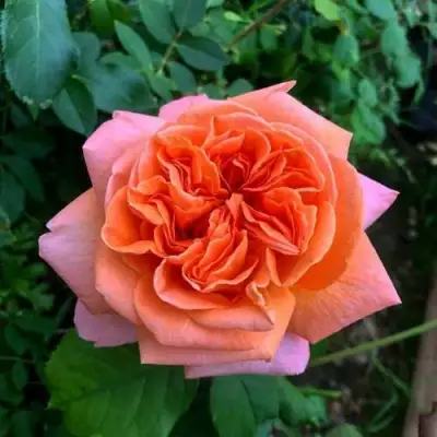 Роза РЕНЕ ГОССИНИ чайно-гибридная в Полоцке