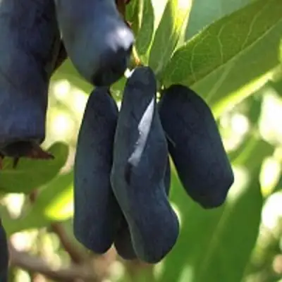 Жимолость съедобная РОКСАНА в Полоцке