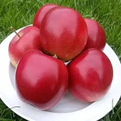 Яблоня СЯБРЫНА в Полоцке