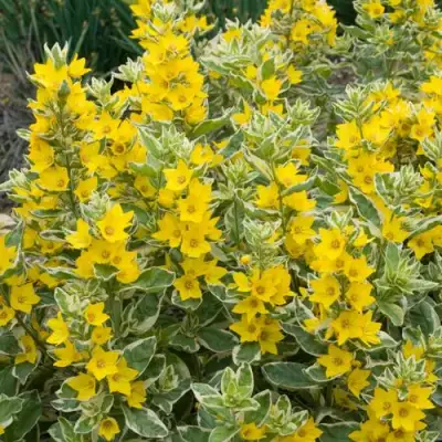 Вербейник АЛЕКСАНДР точечный в Полоцке