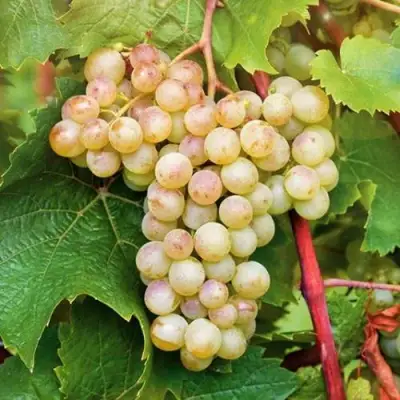 Виноград КРИСТАЛЛ в Полоцке