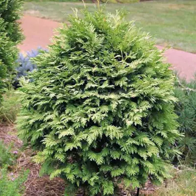 Туя ВАРЕАНА ЛЮТЕСЦЕНС западная в Полоцке