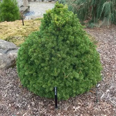 Ель ТОМПА обыкновенная в Полоцке