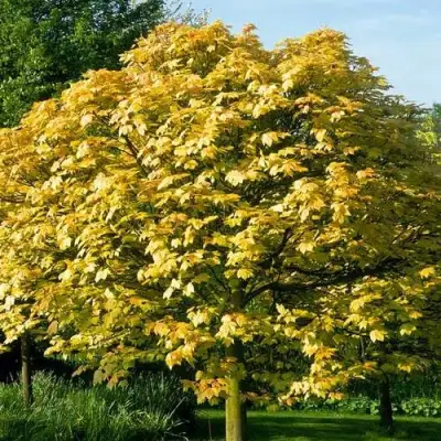 Клен ложноплатановый в Полоцке