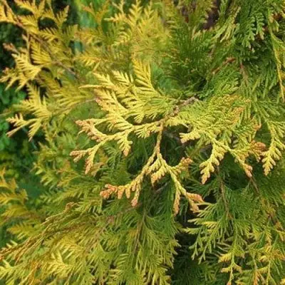 Туя ГОЛДЕН БРАБАНТ западная в Полоцке