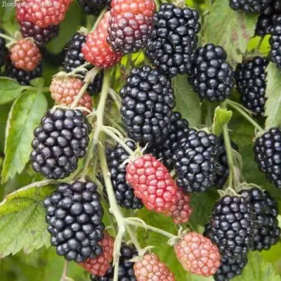 Ежевика НЕБЕСА МОГУТ ПОДОЖДАТЬ бесшипная  в Полоцке