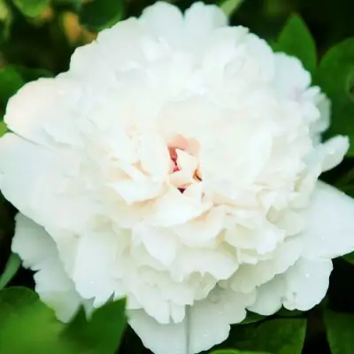 Пион СНЕЖНАЯ КРЕПОСТЬ древовидный в Полоцке