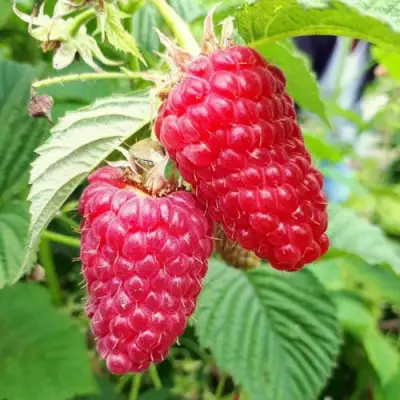 Малина ПШЕХИБА в Полоцке