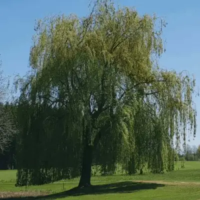 Ива белая в Полоцке
