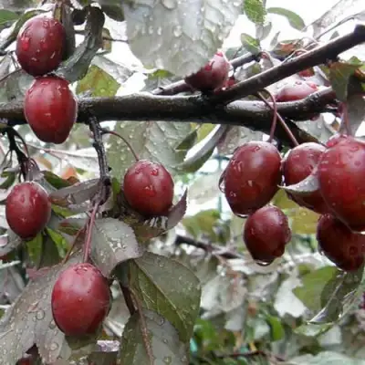 Слива НИГРА растопыреная в Полоцке