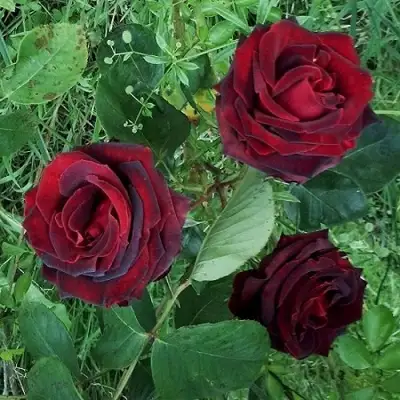 Роза ПАПА МЕЙЯН чайно-гибридная в Полоцке