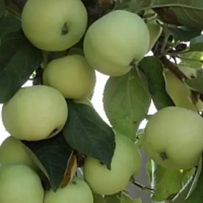 Яблоня ПАПИРОВКА в Полоцке