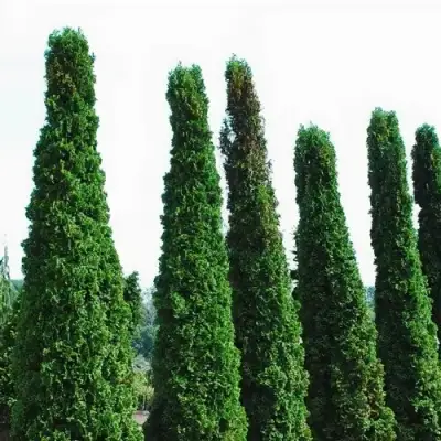 Туя ДЕГРУТ СПАЙР западная в Полоцке