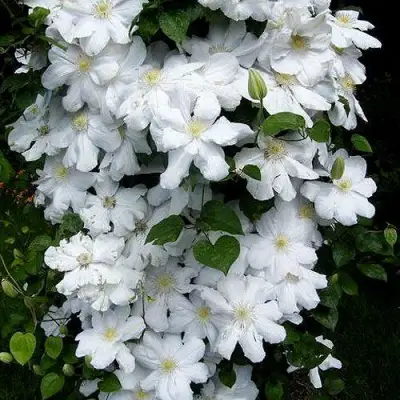 Клематис ТОКИ в Полоцке