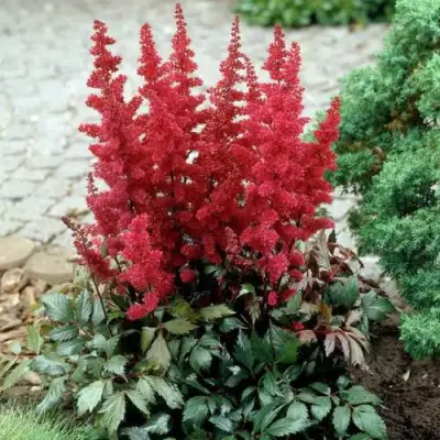 Астильба ГРАНАТ Арендса в Полоцке