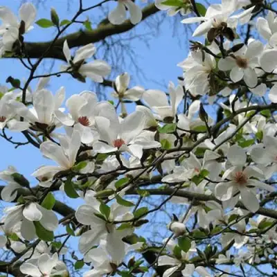 Магнолия АЛЬБА СУПЕРБА в Полоцке