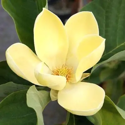 Магнолия ЕЛЛОУ ЛАНТЕРН в Полоцке