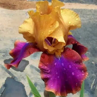 Ирис ГАЛА МАДРИД бородатый в Полоцке