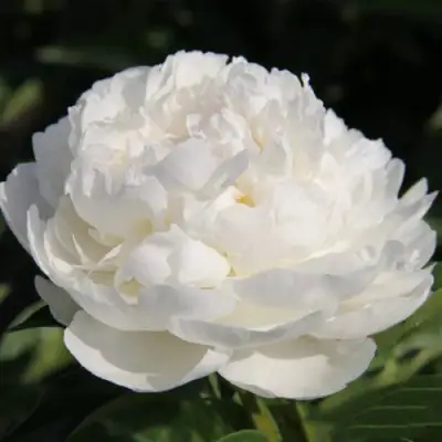 Пион СНЕЖНАЯ КРЕПОСТЬ древовидный в Полоцке