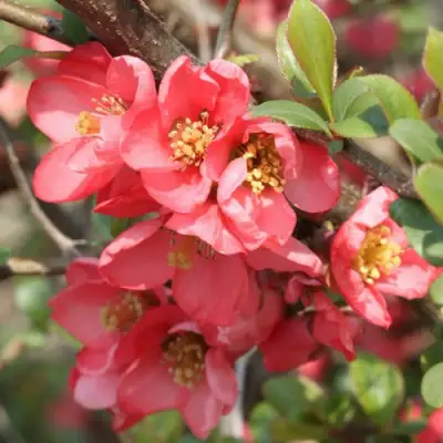 Айва ПИНК КВИН в Полоцке