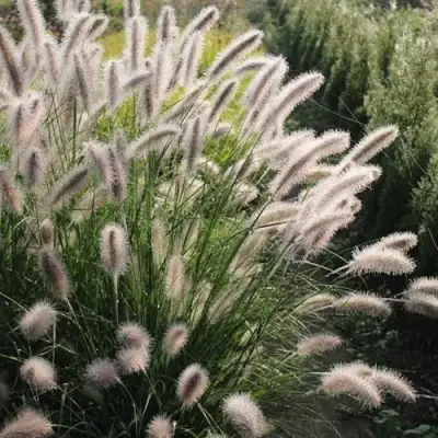 Пеннисетум ЛЕДИ Ю в Полоцке