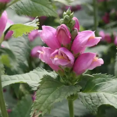 Хелоне КОСАЯ в Полоцке