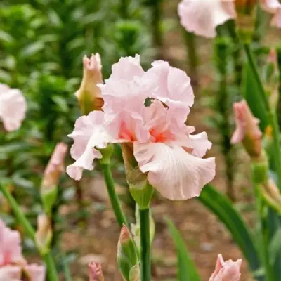 Ирис ПИНК ХОРАЙЗОН бородатый в Полоцке