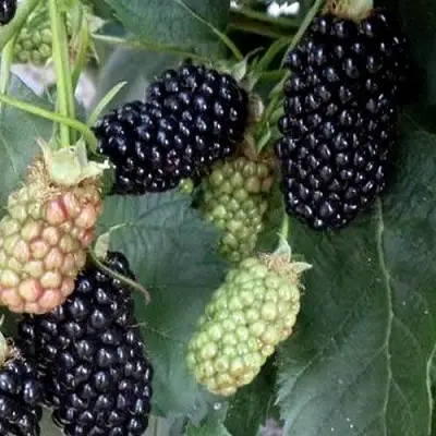 Ежевика ПРАЙМ АРК ФРИДОМ ремонтантная  в Полоцке