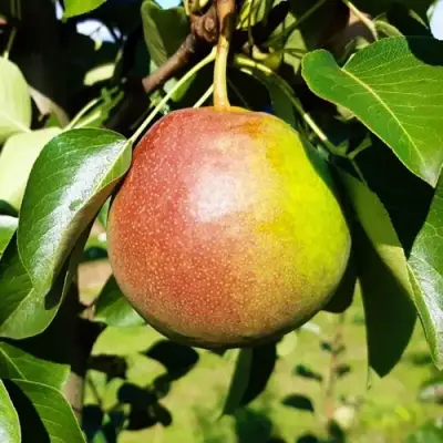 Груша КУПАЛА в Полоцке