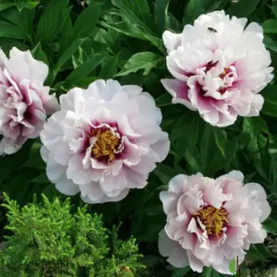 Пион КОРА ЛУИЗА ито-гибрид в Полоцке